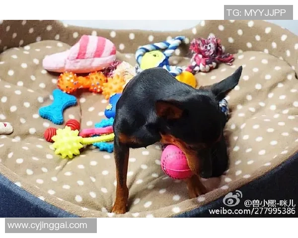 足球巨星的萌宠日常揭秘他们如何在赛场外与爱宠温情互动